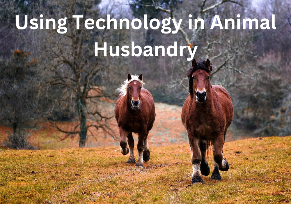 Using Technology in Animal Husbandry A Modern Revolution